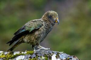 kea alpin Papagei von Neu Neuseeland foto