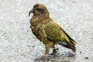 kea alpin Papagei von Neu Neuseeland foto