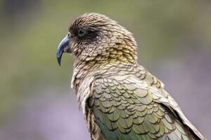 kea alpin Papagei von Neu Neuseeland foto