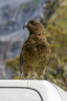 kea alpin Papagei von Neu Neuseeland foto