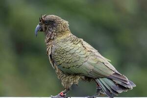 kea alpin Papagei von Neu Neuseeland foto