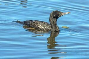 wenig schwarz Kormoran foto