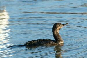 wenig schwarz Shag im Neu Neuseeland foto