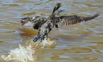 wenig schwarz Shag im Neu Neuseeland foto