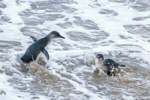 wenig Blau oder Fee Pinguin foto