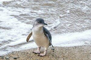 wenig Blau oder Fee Pinguin foto