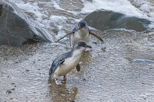 wenig Blau oder Fee Pinguin foto