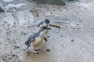 wenig Blau oder Fee Pinguin foto