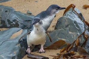 wenig Blau oder Fee Pinguin foto