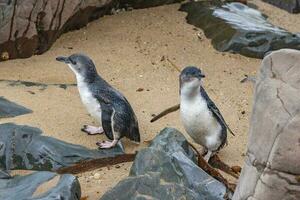 wenig Blau oder Fee Pinguin foto