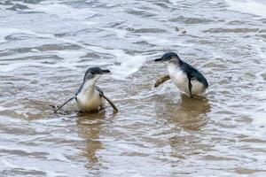 wenig Blau oder Fee Pinguin foto