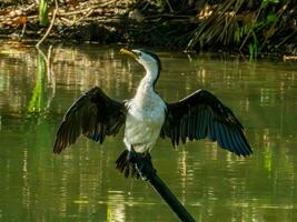 kleiner scheckenkormoran foto