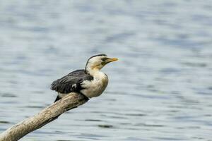 kleiner scheckenkormoran foto