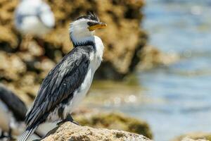 kleiner scheckenkormoran foto