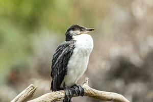 kleiner scheckenkormoran foto