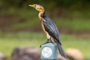 kleiner scheckenkormoran foto