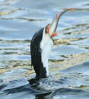 wenig Shag im Neu Neuseeland foto