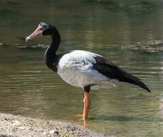 Elster Gans von Australien foto