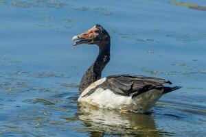 Elster Gans von Australien foto