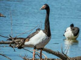 Elster Gans von Australien foto