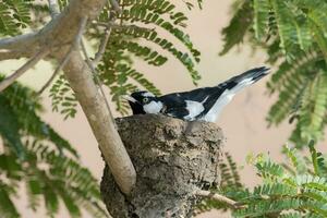 Elster Lerche im Australien foto