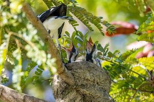 Elster Lerche im Australien foto