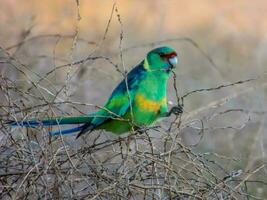 malle Ringneck Papagei foto