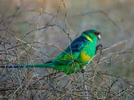 malle Ringneck Papagei foto