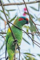 Moschus Lorikeet im Australien foto