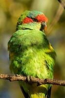 Moschus Lorikeet im Australien foto