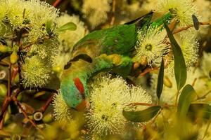 Moschus Lorikeet im Australien foto