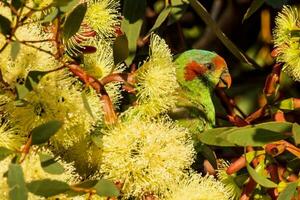 Moschus Lorikeet im Australien foto