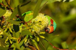 Moschus Lorikeet im Australien foto