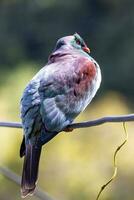 kereru Neu Neuseeland Taube foto