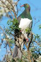 kereru Neu Neuseeland Taube foto