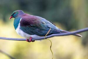 kereru Neu Neuseeland Taube foto