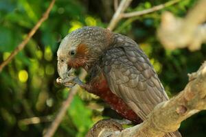 Norden Insel kaka Papagei foto