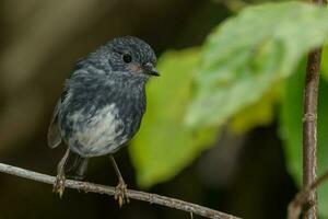 Norden Insel Robin von Neu Neuseeland foto