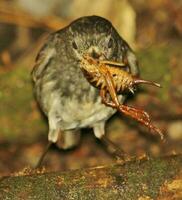 Norden Insel Robin von Neu Neuseeland foto