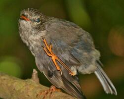 Norden Insel Robin von Neu Neuseeland foto