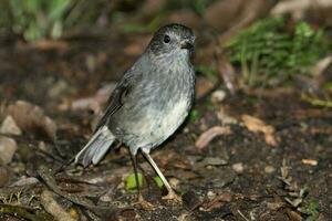 Norden Insel Robin von Neu Neuseeland foto