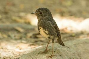 Norden Insel Robin von Neu Neuseeland foto