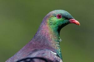 kereru Neu Neuseeland Taube foto