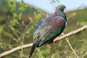 kereru Neu Neuseeland Taube foto