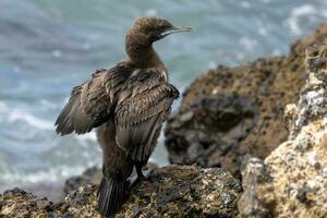 otago Shag im Neu Neuseeland foto