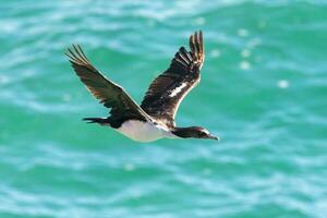 otago Shag im Neu Neuseeland foto