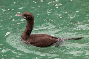 otago Shag im Neu Neuseeland foto