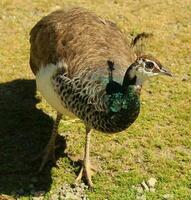 indisch Pfau Vögel foto