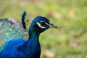 indisch Pfau Vögel foto