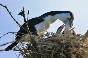 gescheckt Shag im Neu Neuseeland foto